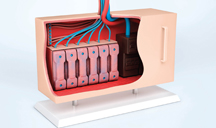 永久授权免费的在线手机号压力测试